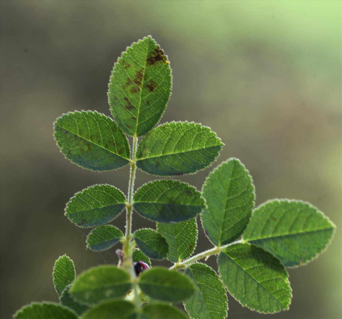 Rosa x gremlii (door Jan Klinckenberg)